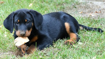 Philippe Mantovani, Dresseur de Chiens à Marpent