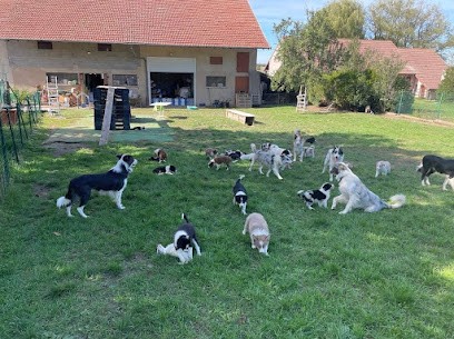 Chez Rafale et Rebelle, Eleveur de Chiens à Ibigny