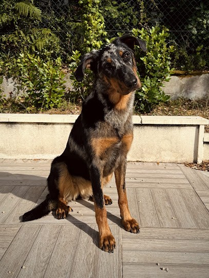 Rudy Guillon Éducateur Comportementaliste Canin, Dresseur de Chiens à Sauzé-Vaussais