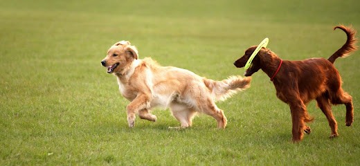 Actuel Dogs, Pension pour Chiens à Vincennes