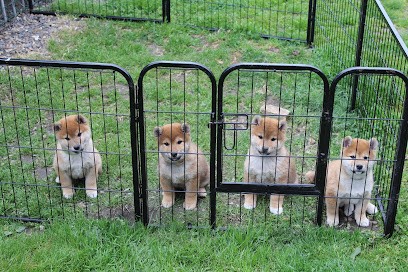 Amarok No Yume, Eleveur de Chiens à Montigny-en-Cambrésis