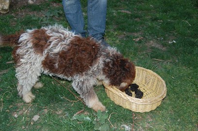 élevage du Mas de Rognard, Eleveur de Chiens à Trentels