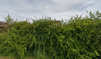 Les Alizés de Rimini, Eleveur de Chiens à Verdun-sur-Garonne