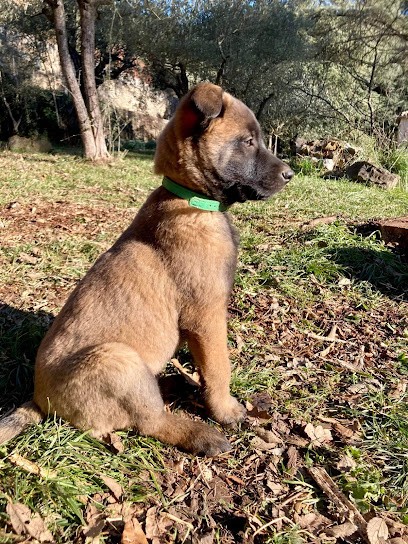 Les Bonnes Many - éducatrice Comportementaliste Canin, Dresseur de Chiens à Saint-Jean-du-Pin