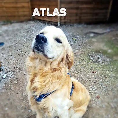 Garde De Chiens 74 - Pension De Qualité Et De Confiance., Pension pour Chiens à Bons-en-Chablais