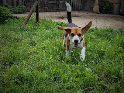 Les Rives Du Bonheur, Pension pour Chiens à Saint-Denis-de-Cabanne