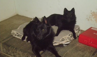 Élevage Domaine du Coustalats, Eleveur de Chiens à Montréjeau