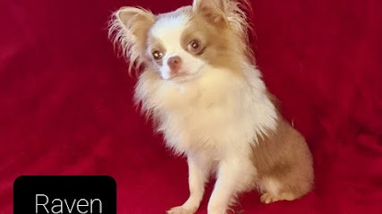 Élevage des chtichihuahuas, Eleveur de Chiens à Dunkerque