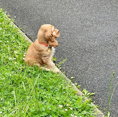 Royaume des 4 pattes / SCEA Elevage Des 4 Pattes, Eleveur de Chiens à Montigny-Lencoup