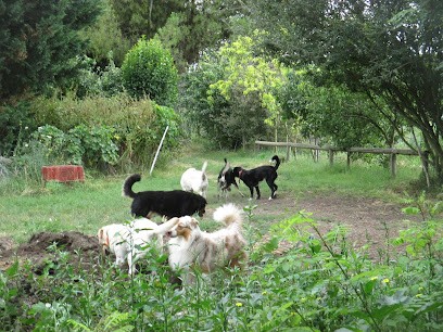 Chiens Au Vert66, Pension pour Chiens à Villelongue-de-la-Salanque