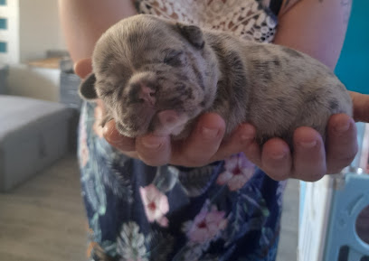 Élevage Bouledogue Francais Les Boubous De Lucy, Éleveur De Chiens à Dasle