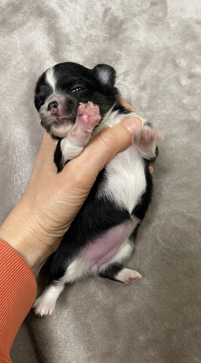 Des Etoiles De Nice Elevage Des Chihuahuas Lof , Caniches Toy Et Nain Et Maltipoos, Éleveur De Chiens à Contes