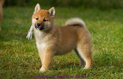 Élevage Shiba Inu-Du Royaume D'Aphrodite, Eleveur de Chiens à Garnat-sur-Engièvre
