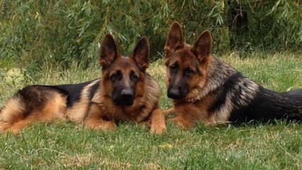 Elevage De Bergers Allemands Du Méolion, Eleveur de Chiens à Bouc-Bel-Air