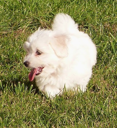 Elevage du Bois Foucher, Eleveur de Chiens à Sainte-Sabine-sur-Longève