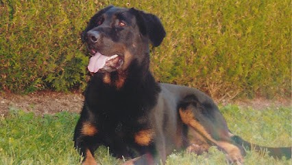 Sans-laisse, Dresseur de Chiens à Villecresnes