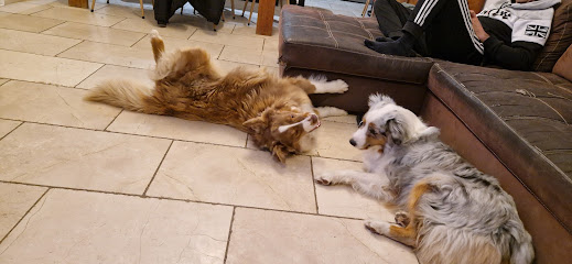 Pension Canine "Atout Les Toutous ", Pension Pour Chien à Volx