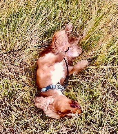 4 Pattes Family, Pension Pour Chien à Vallet