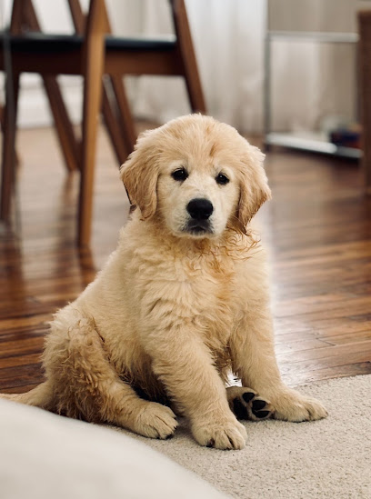 Domaine Des Sacres - Élevage Familial De Golden Retriever Lof Et De Sacré De Birmanie Loof, Éleveur De Chiens à Prunay