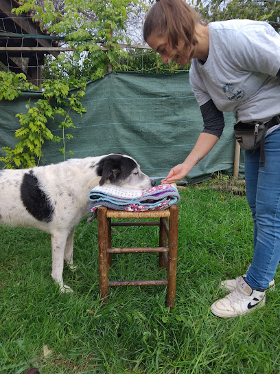 Respect'educ Canin, Dresseur De Chiens à Cénac-et-Saint-Julien