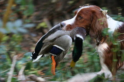 Jagdhunde-Anheuser Dresseur De Chiens à Bining