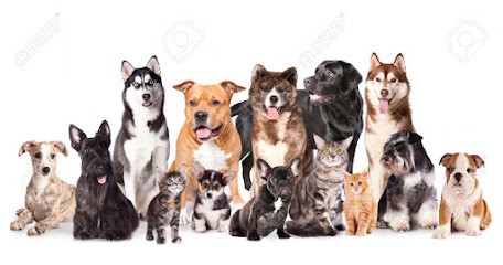 Pension Du Petit Léon, Pension pour Chiens à Lanhouarneau