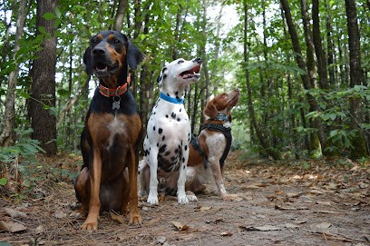 Dog In Progress, Dresseur de Chiens à Montréverd