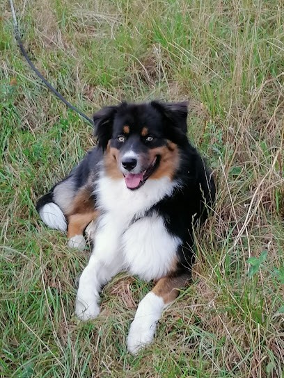 Hapache Education, Dresseur de Chiens à Sèvremoine