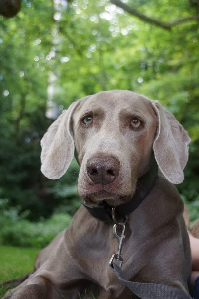 Élevage de Beaudribos, Eleveur de Chiens à Saint-Hellier
