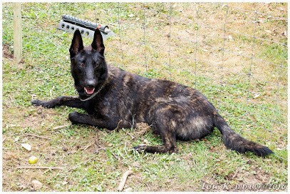 Domaine de la Veyssiere/Domaine Elothib (Elevage : chiens et chats), Eleveur de Chiens à Limeuil
