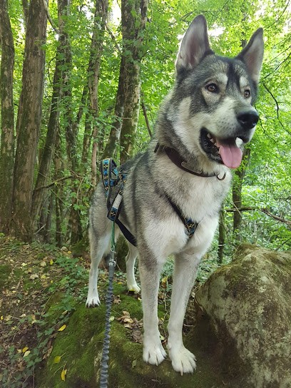 Pension Canine familiale A l'Orée de la forêt, Pension pour Chiens à Cheillé