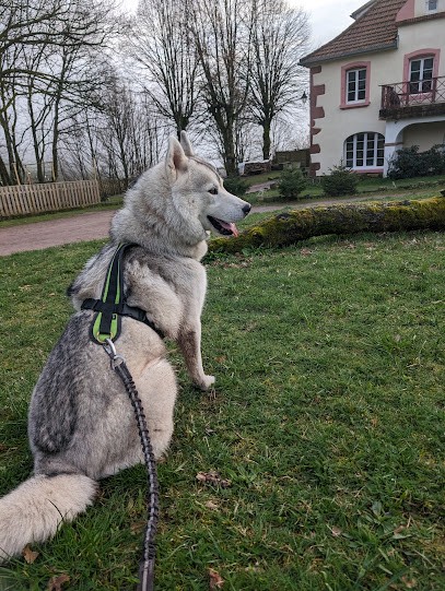 Of Northern Lights Spirit, Eleveur de Chiens à Saint-Stail