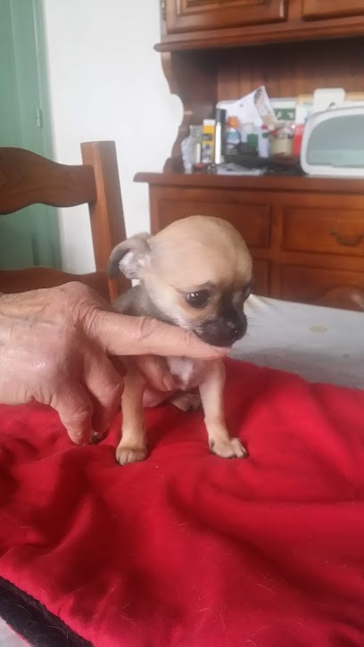 Hotel Canin, Pension pour Chiens à Yves