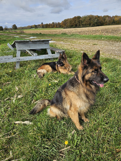 Bergersallemandsdesaintecroix, Éleveur De Chiens à Sainte-Croix