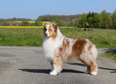 Élevage Del Diamante Azul - Chiots Berger Australien et Golden Retriever, Eleveur de Chiens à Argenvilliers
