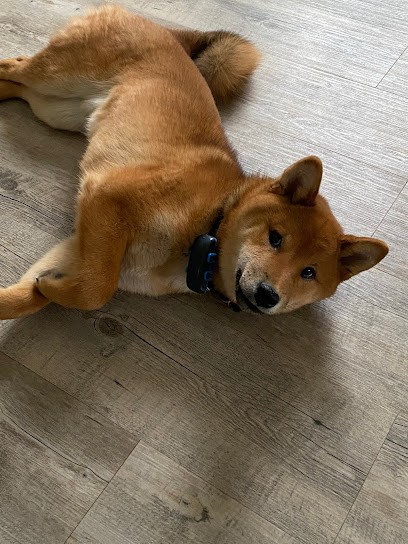 Élevage Shiba Du Temple Eikan Do, Eleveur de Chiens à Gacé