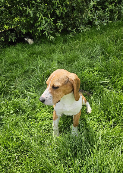 Elevage Des Hulis, Éleveur De Chiens à Dampierre-en-Bray