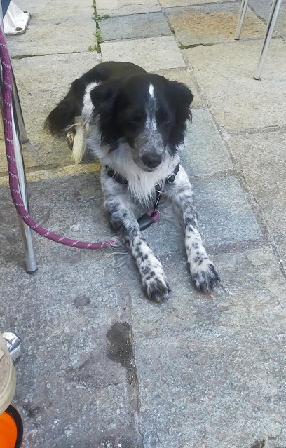 Cani''nox - Éducateur Comportementaliste Canin, Dresseur De Chiens à Crêts en Belledonne