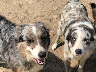 Gregoratti Angélique, Eleveur de Chiens à Noues de Sienne