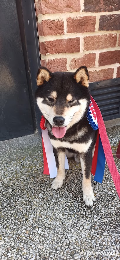 Des Plaines D'ardennie Éleveur De Chiens à Neuvizy