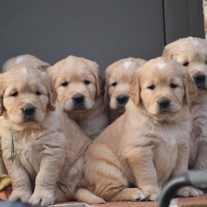 Golden Retriever De L’appel du Large, Eleveur de Chiens à Grand'Landes