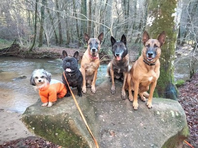 DETENTE DOG 87, Pension pour Chiens à Panazol