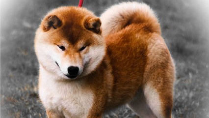 ELEVAGE DES FIDELES AKITA KEN, Eleveur de Chiens à Désertines