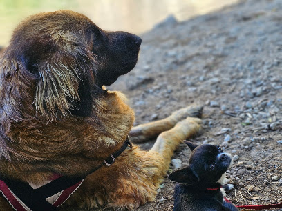 Cani'clara, Dresseur De Chiens à Chazé-sur-Argos