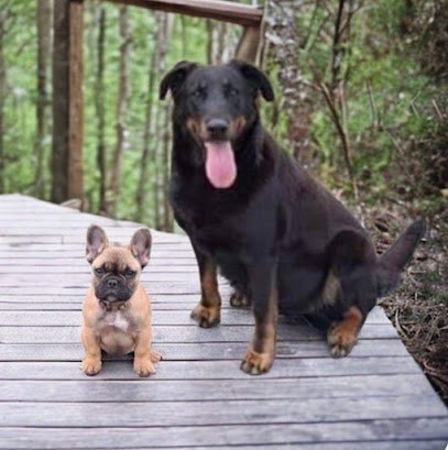 Élevage Bouledogue Francais LOF Et Beauceron LOF En Vendee - Elevage De La Fougue Du Marais, Eleveur de Chiens à L'Île-d'Elle