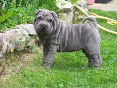 shar-peï de La Petite Cantate, Eleveur de Chiens à Pamproux