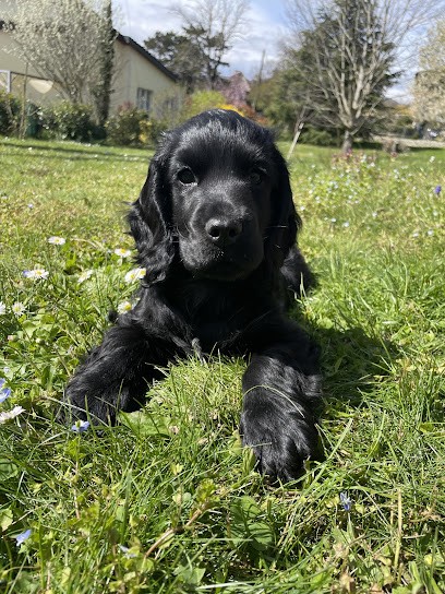 Elevage du Domaine de Blegny, Eleveur de Chiens à Salins-les-Bains