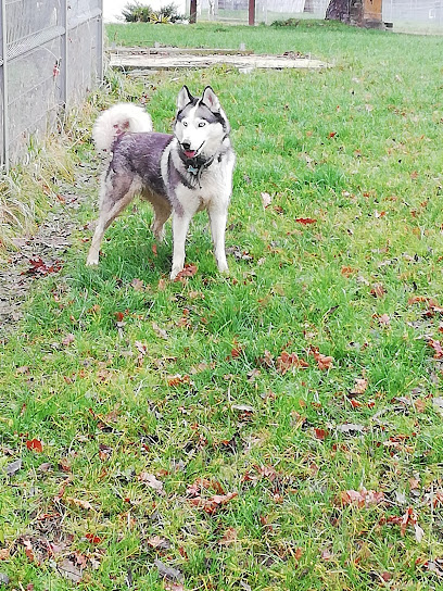 L'ordre Du Flambeau Pension Pour Chien à Chenay-le-Châtel