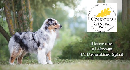 Elevage Berger Australien - Of Dreamtime Spirit - Auvergne Rhône-Alpes, Eleveur de Chiens à Tallende