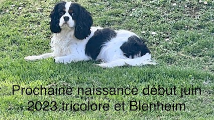 Élevage de la lavande à la côte bleue et de l’exquise dynastie, Eleveur de Chiens à Marignane